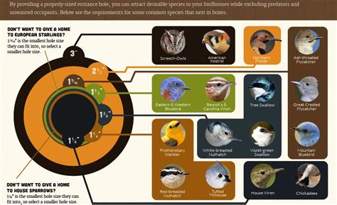 metal macaw nest box|nest box hole size chart.